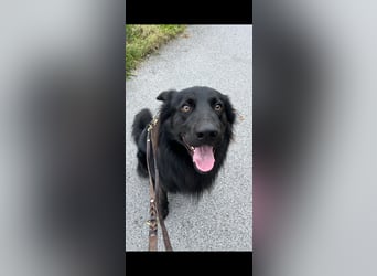 Yaro sucht ein neues Zuhause