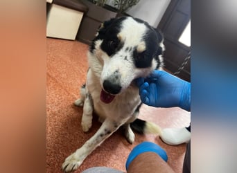 Miro sucht Menschen mit Herz