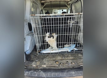 Miro sucht Menschen mit Herz