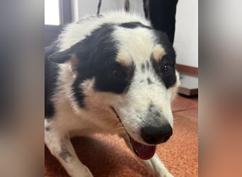 Miro sucht Menschen mit Herz