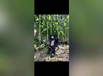 Yaro sucht ein neues Zuhause