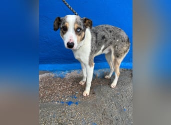 Klein, ein wunderschöner freundlicher Rüde