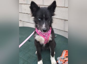 Lluvia, eine besondere Hündin