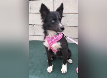 Lluvia, eine besondere Hündin