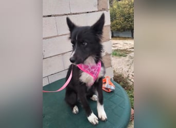 Lluvia, clever, lernwillig und aktiv