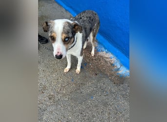 Klein, ein wunderschöner freundlicher Rüde