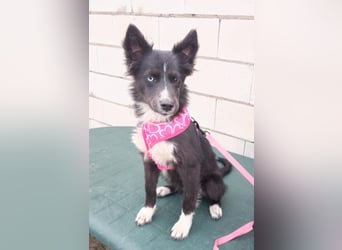 Lluvia, clever, lernwillig und aktiv