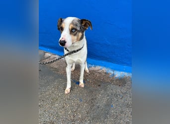 Klein, ein wunderschöner freundlicher Rüde