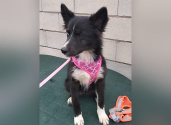 Lluvia, clever, lernwillig und aktiv