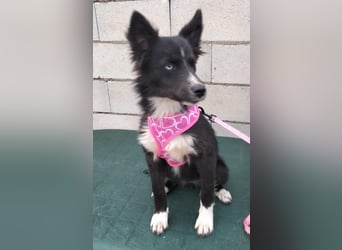 Lluvia, clever, lernwillig und aktiv