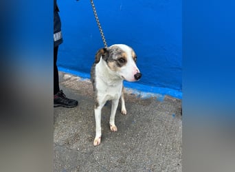 Klein, ein wunderschöner freundlicher Rüde