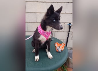 Lluvia, clever, lernwillig und aktiv