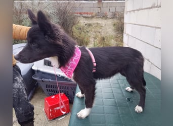 Lluvia, clever, lernwillig und aktiv