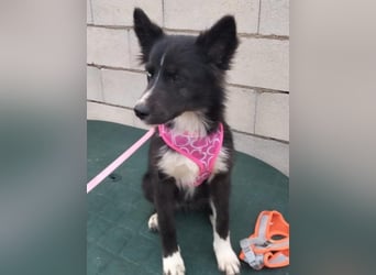 Lluvia, eine besondere Hündin