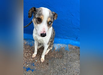 Klein, ein wunderschöner freundlicher Rüde