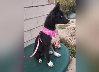 Lluvia, clever, lernwillig und aktiv