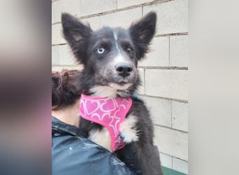 Lluvia, clever, lernwillig und aktiv