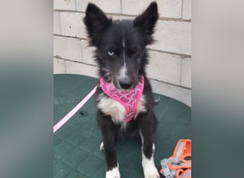 Lluvia, clever, lernwillig und aktiv