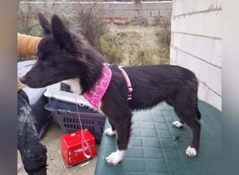 Lluvia, eine besondere Hündin