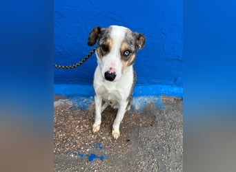 Klein, ein wunderschöner freundlicher Rüde