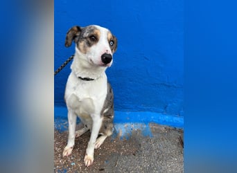 Klein, ein wunderschöner freundlicher Rüde