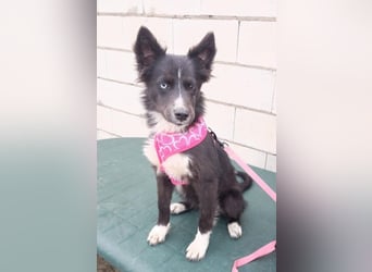 Lluvia, eine besondere Hündin