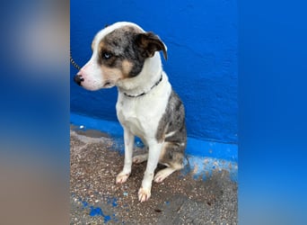 Klein, ein wunderschöner freundlicher Rüde