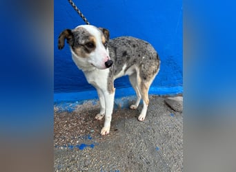 Klein, ein wunderschöner freundlicher Rüde