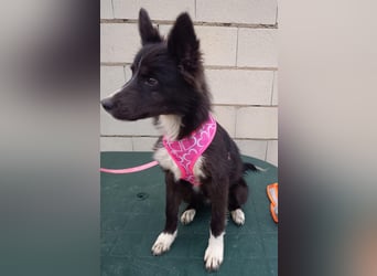 Lluvia, clever, lernwillig und aktiv