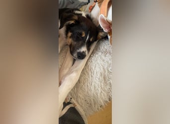 Coille ist ein sympathischer, kleiner Kerl