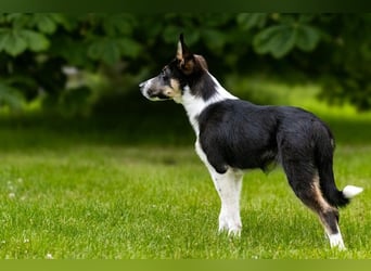 Coille ist ein sympathischer, kleiner Kerl