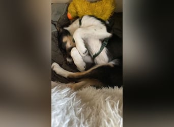 Coille ist ein sympathischer, kleiner Kerl