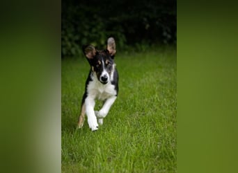 Coille ist ein sympathischer, kleiner Kerl