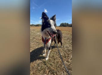 Lino möchte noch viel lernen