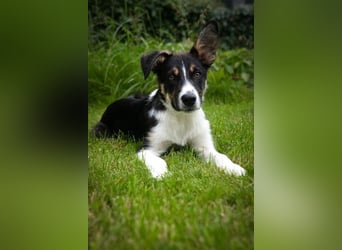 Coille ist ein sympathischer, kleiner Kerl