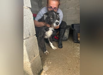 Panda - eine Seele von Hund - sucht eine Familie!