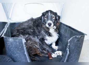 Panda - eine Seele von Hund - sucht eine Familie!