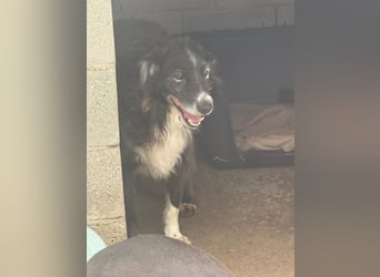 Panda - eine Seele von Hund - sucht eine Familie!