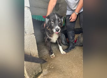 Panda - eine Seele von Hund - sucht eine Familie!