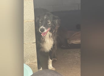 Panda - eine Seele von Hund - sucht eine Familie!