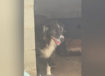 Panda - eine Seele von Hund - sucht eine Familie!