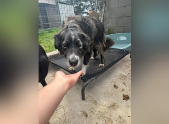 Panda - eine Seele von Hund - sucht eine Familie!