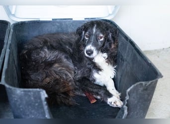 Panda - eine Seele von Hund - sucht eine Familie!