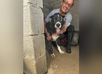 Panda - eine Seele von Hund - sucht eine Familie!