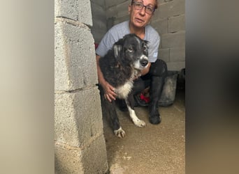 Panda - eine Seele von Hund - sucht eine Familie!