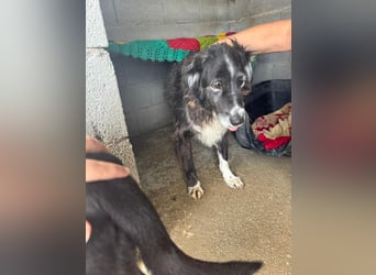 Panda - eine Seele von Hund - sucht eine Familie!