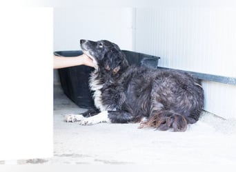 Panda - eine Seele von Hund - sucht eine Familie!