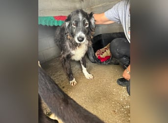 Panda - eine Seele von Hund - sucht eine Familie!