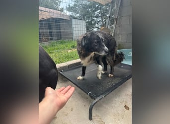 Panda - eine Seele von Hund - sucht eine Familie!