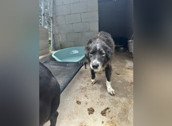 Panda - eine Seele von Hund - sucht eine Familie!
